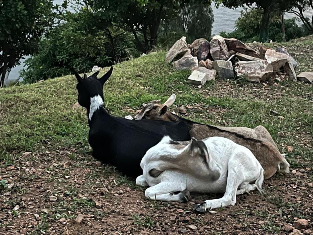 Amazi Land Home And Farm Stay Kibuye Kültér fotó