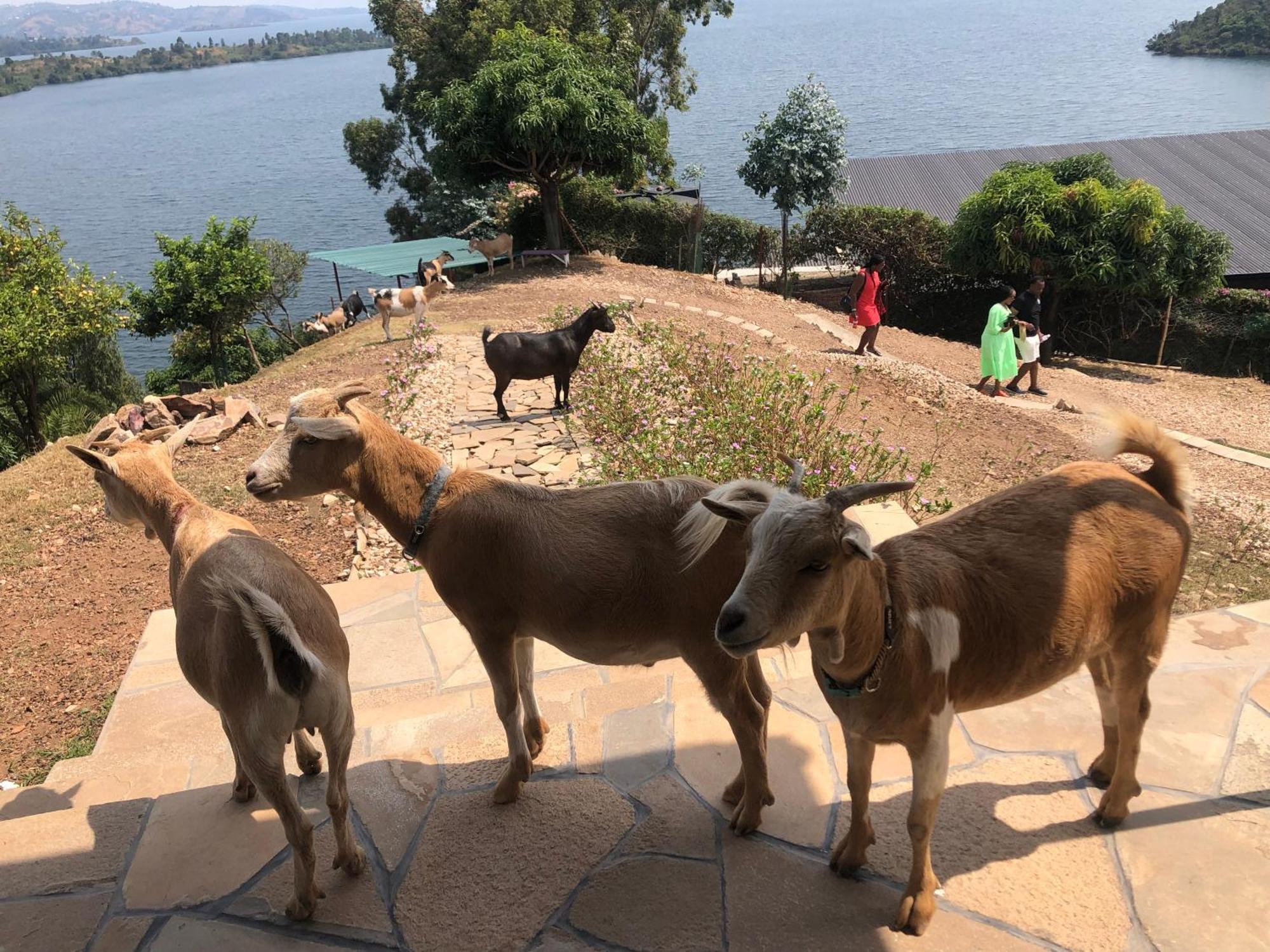 Amazi Land Home And Farm Stay Kibuye Kültér fotó