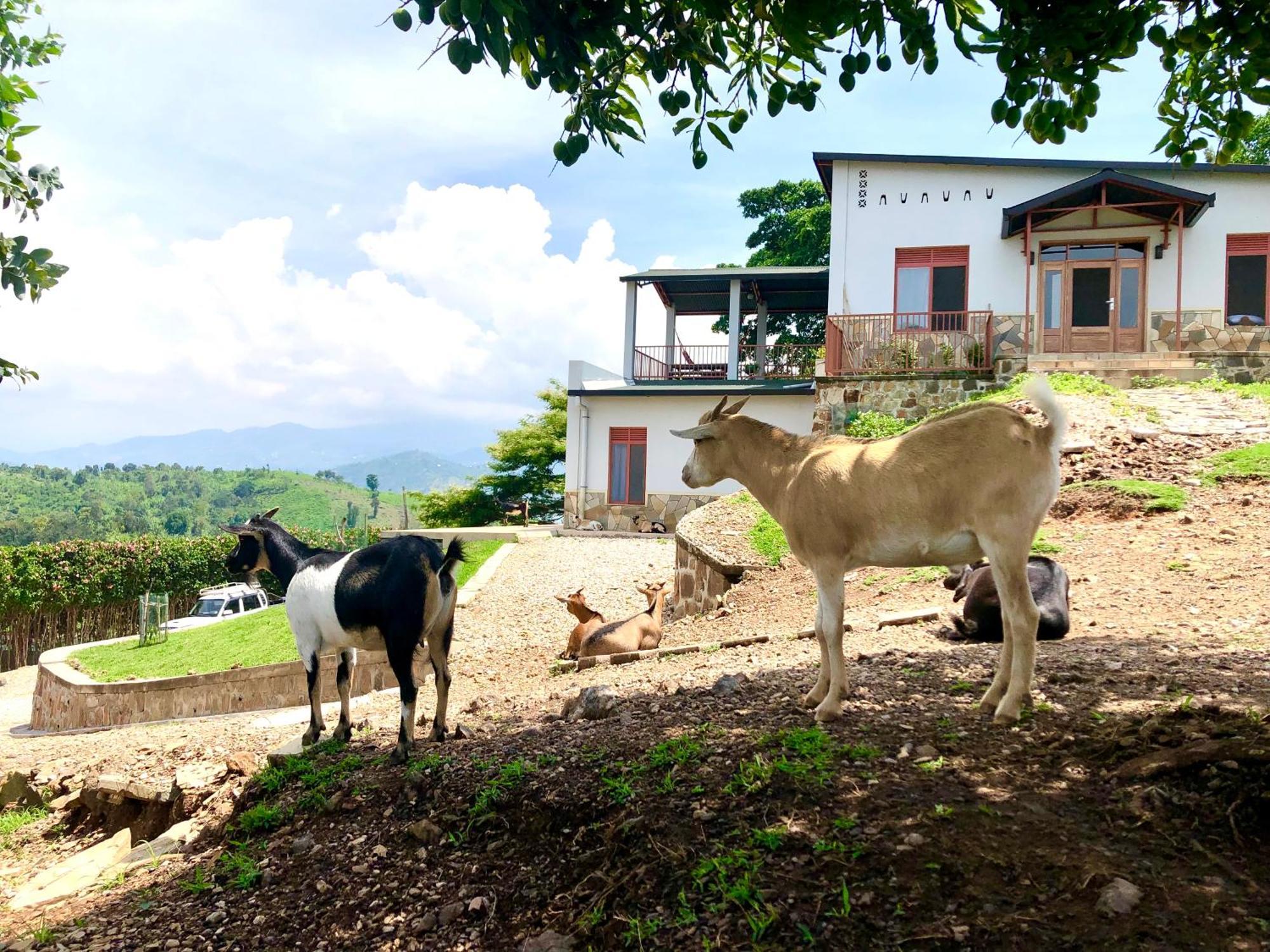 Amazi Land Home And Farm Stay Kibuye Kültér fotó